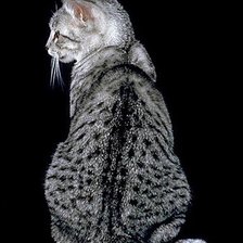 Схема вышивки «Чёрно-белый Кот»