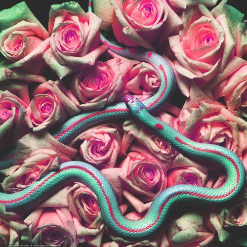 Змея - розы., змея - оригинал
