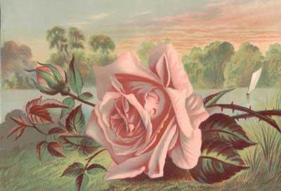 Розовая роза - роза, цветы - оригинал