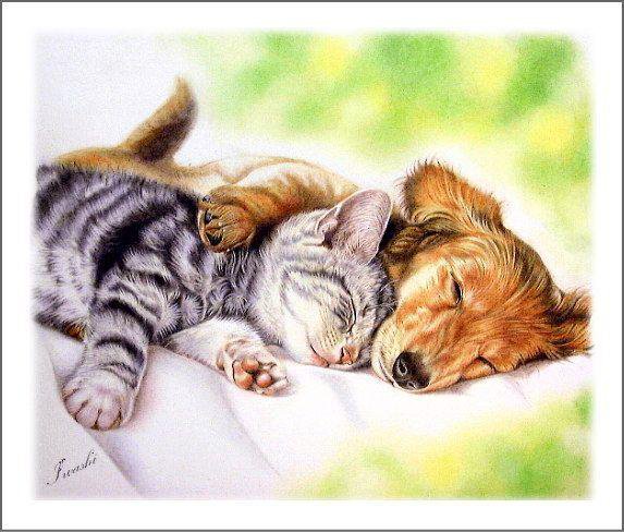 Обнимашки - двое, животные, собака, сон, дружба, кошка - оригинал