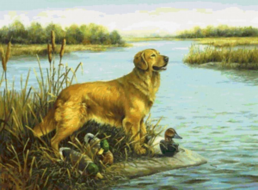 Красавец - река, утка, охота, собака - предпросмотр