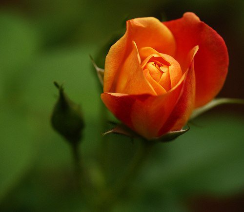 №75380 - цветы, картина - оригинал