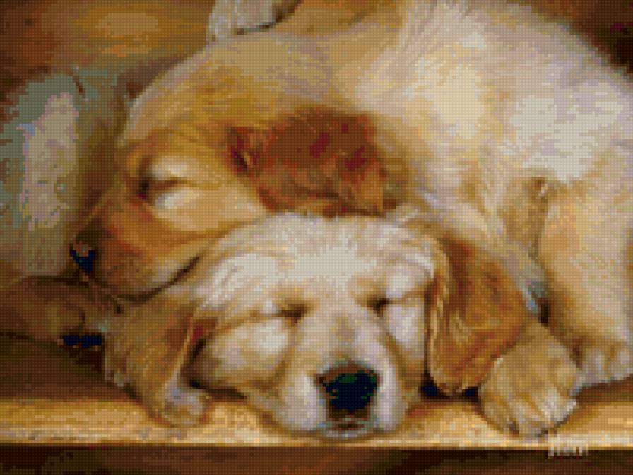 тихий час - животные, собаки - предпросмотр