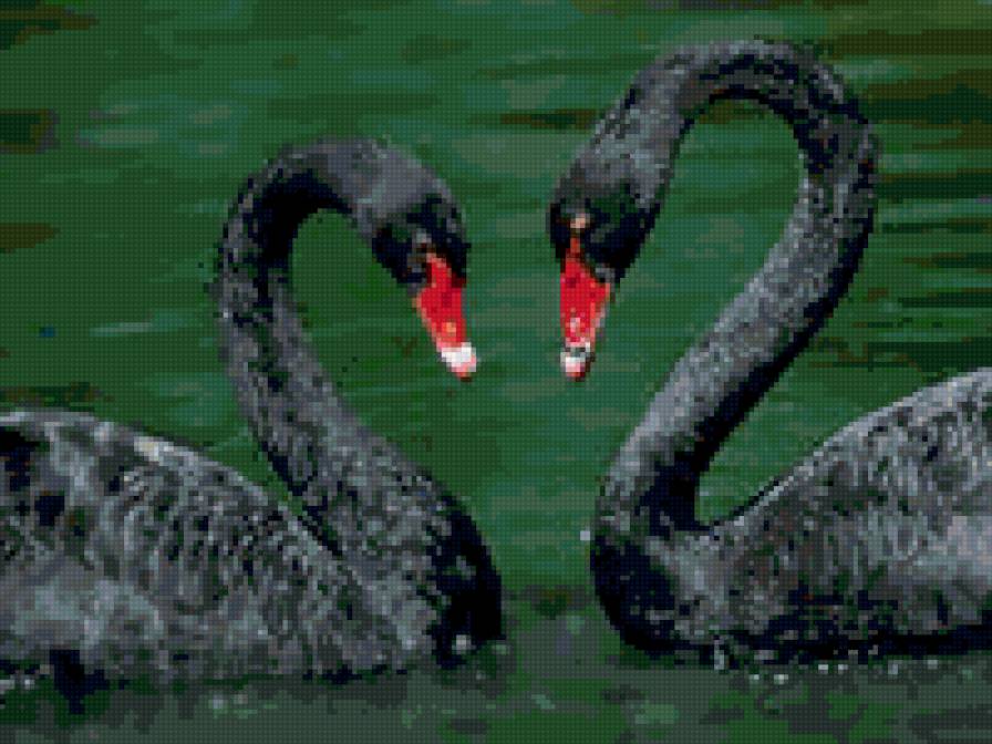 черные лебеди - птицы - предпросмотр