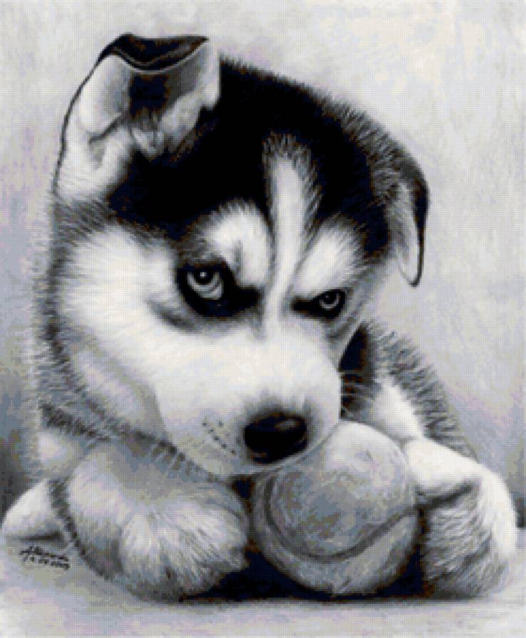 №75500 - собаки, картина, черно-белое, животные - предпросмотр