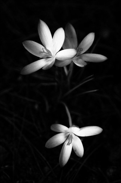 №75511 - цветы, черно-белое, картина - оригинал