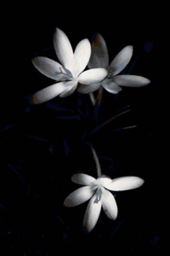№75511 - картина, черно-белое, цветы - предпросмотр