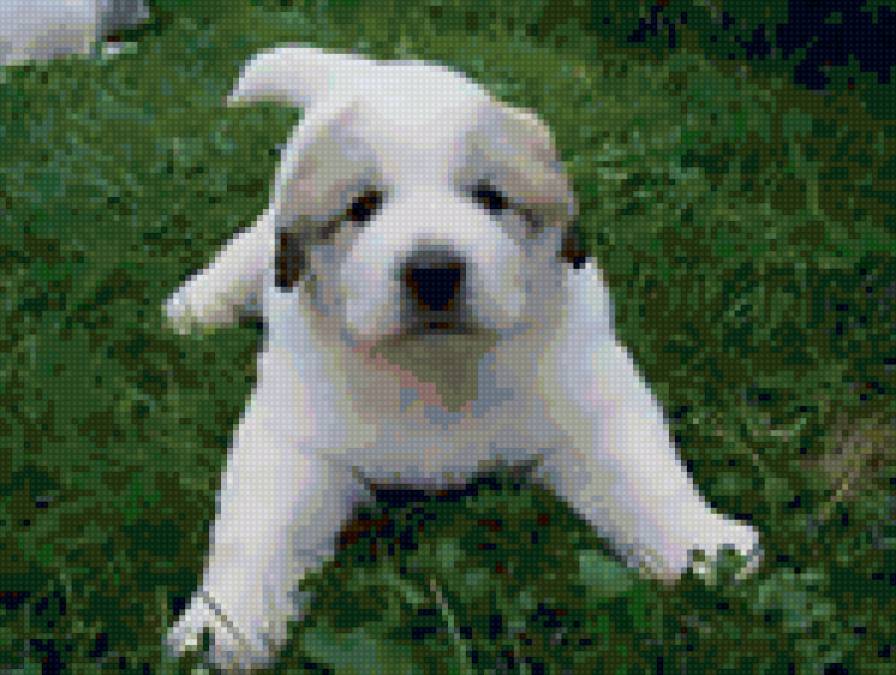 щенок - малыш, лапочка, песик, щенок - предпросмотр