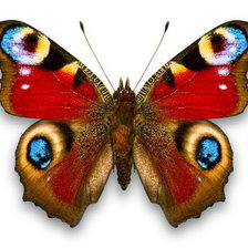 Схема вышивки «Дневной павлиний глаз»