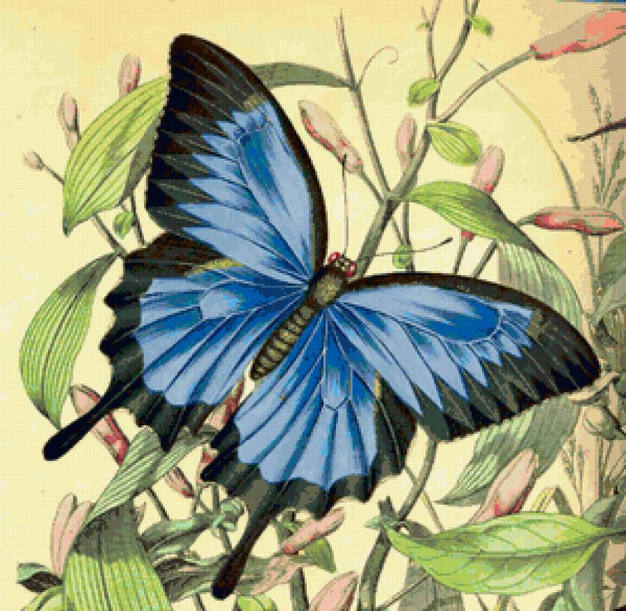 Бабочка - цветы, подушка, животные, рисунок - предпросмотр