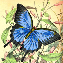 Схема вышивки «Бабочка»