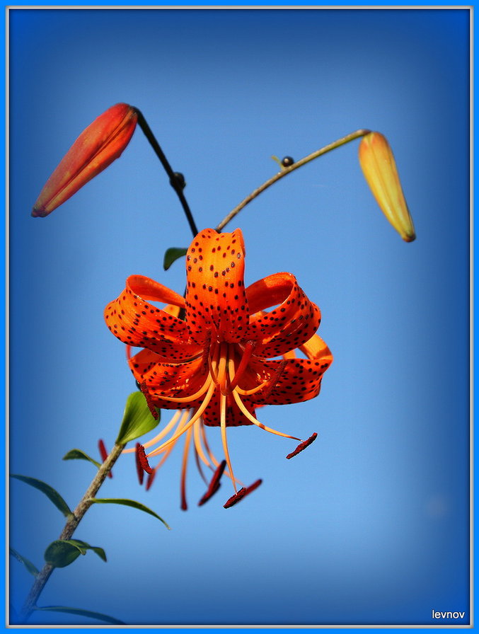 Царские кудри - цветы, лилия - оригинал