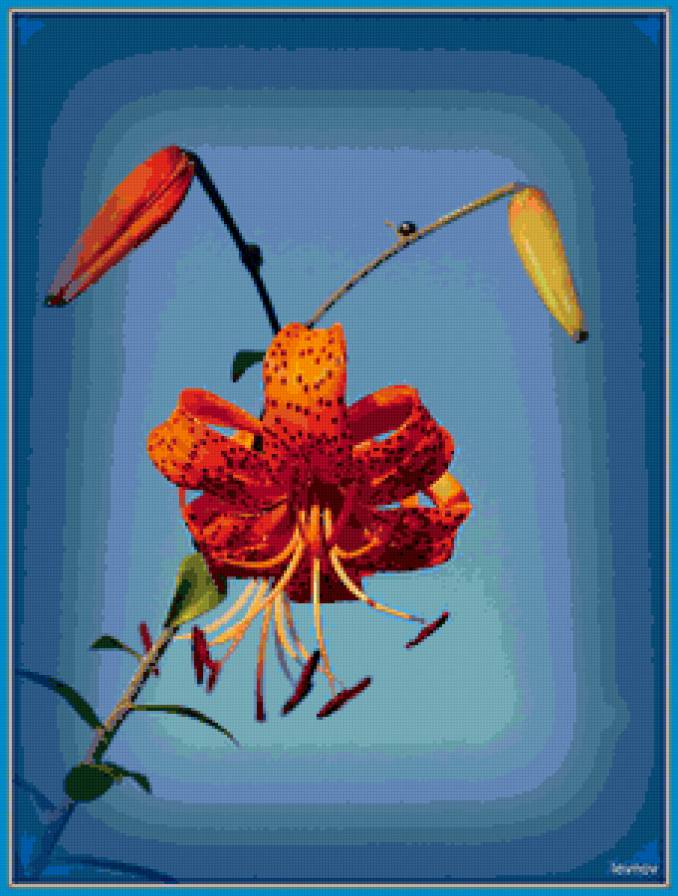 Царские кудри - лилия, цветы - предпросмотр