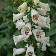 Схема вышивки «Цветы»