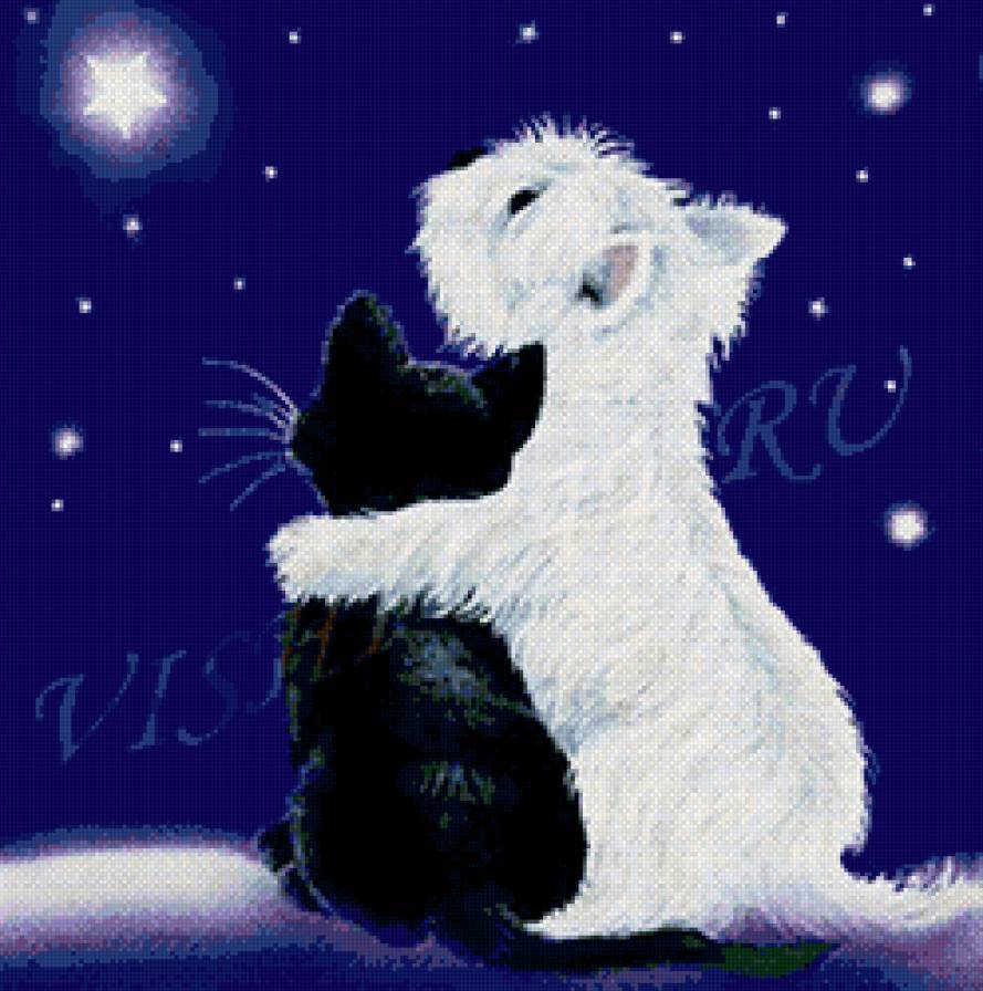 Загадай желание - собака, кошка, ночь, животные, небо, звезды - предпросмотр