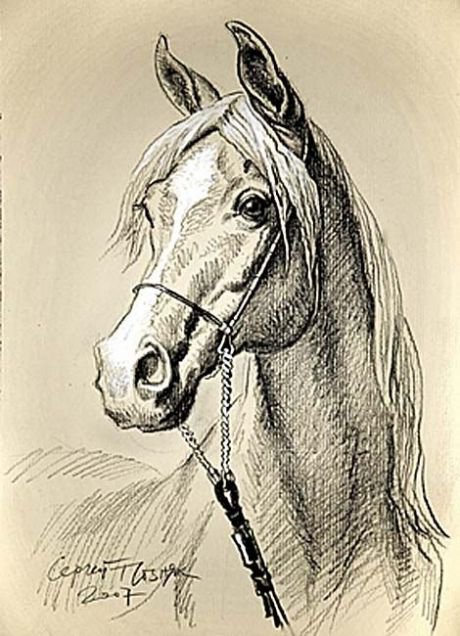 Белый конь - лощади, животные, кони - оригинал