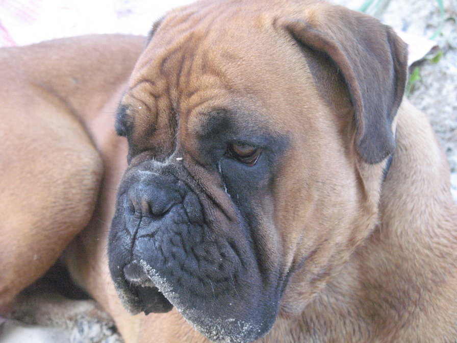 Собака - боксер - оригинал