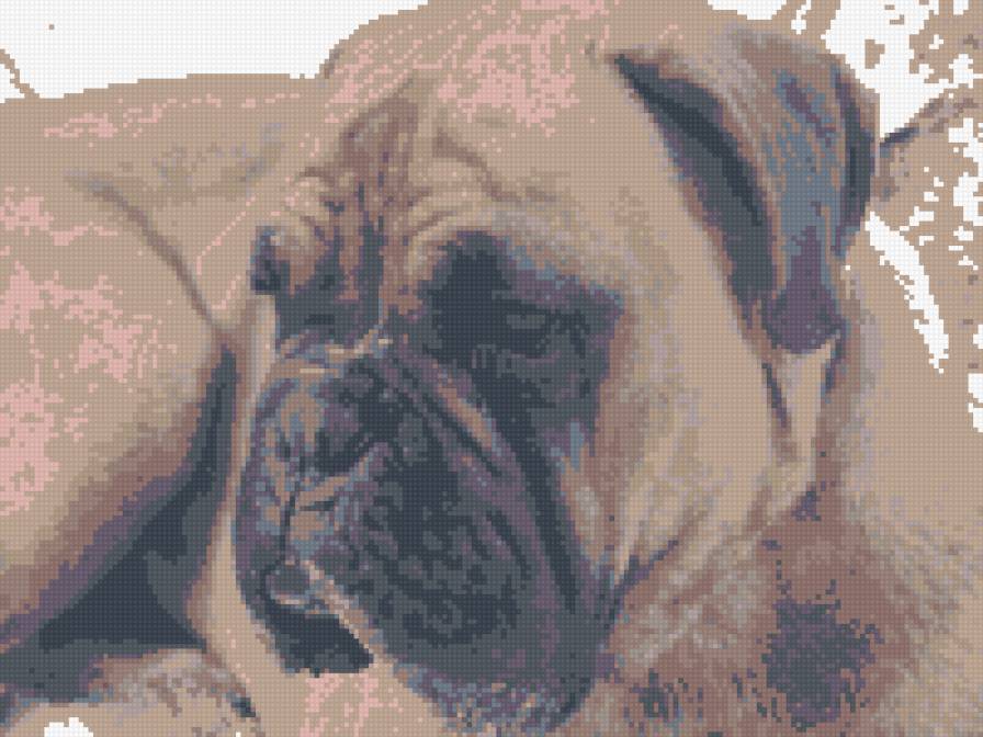 Собака - боксер - предпросмотр