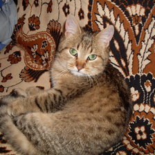 Схема вышивки «Кот»