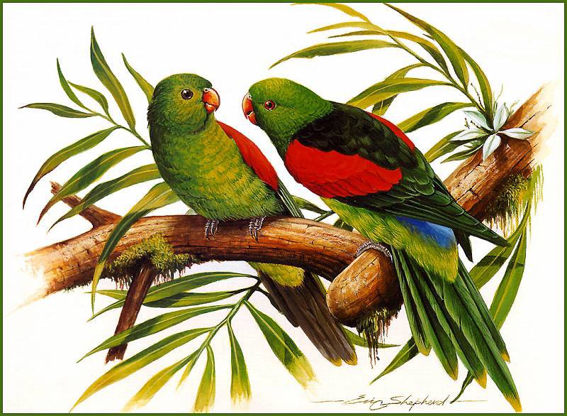 попугайчики - птички, попугай, попугаи, птицы - оригинал