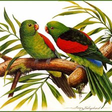 Оригинал схемы вышивки «попугайчики» (№76515)
