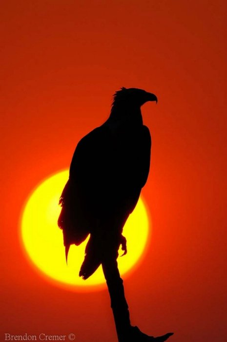 орёл - оригинал