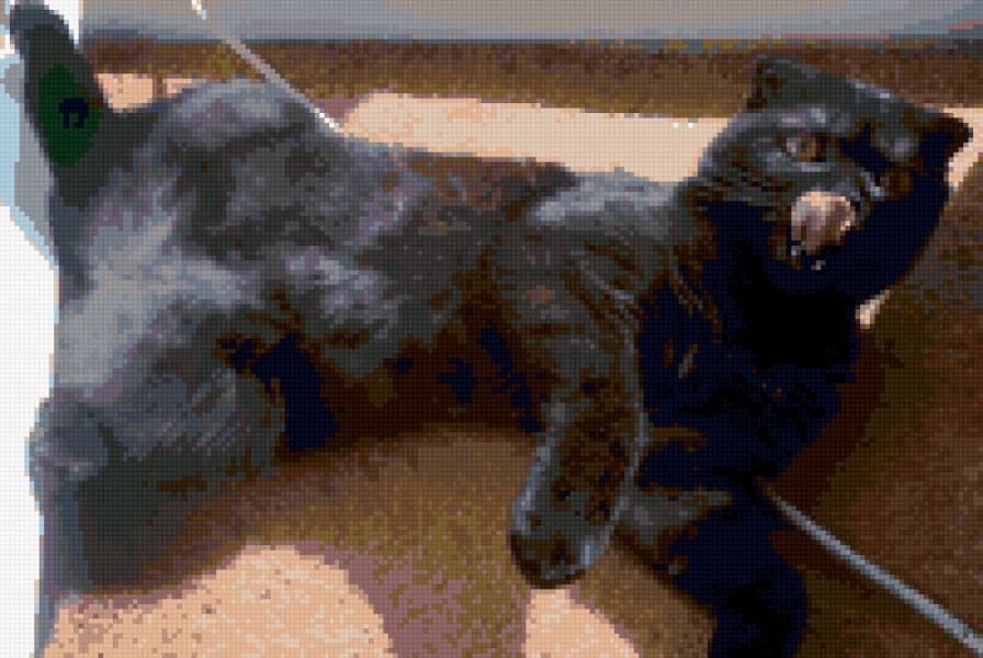 Тимоша - предпросмотр