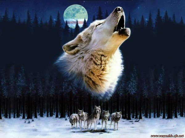 волки - волки - оригинал