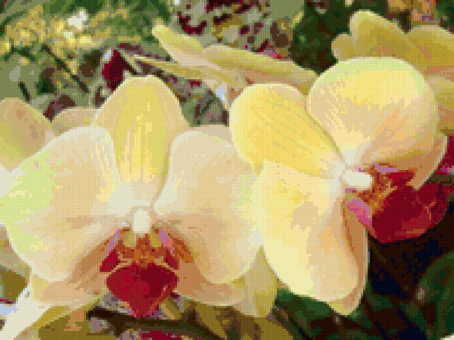 орхид - предпросмотр