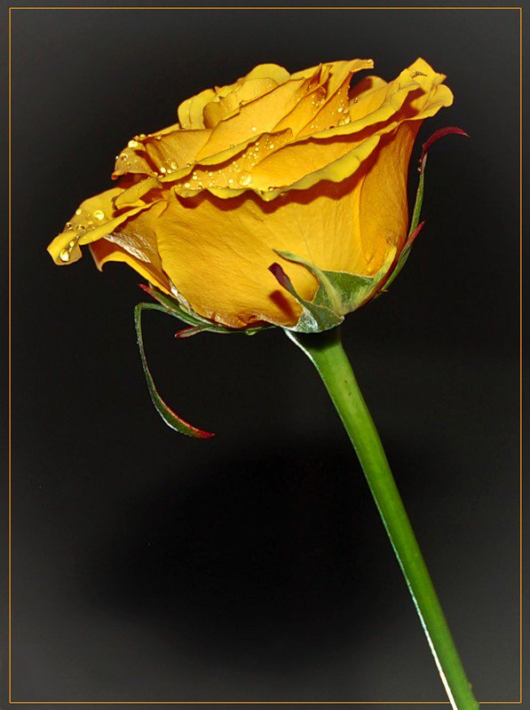 №77088 - цветы, цветок, роза, розы - оригинал