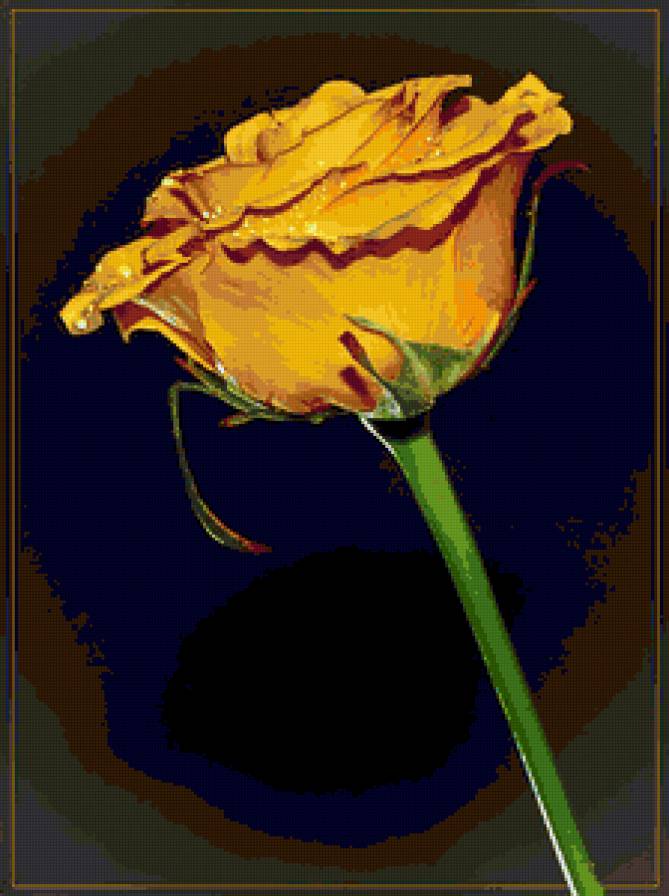 №77088 - цветы, роза, розы, цветок - предпросмотр