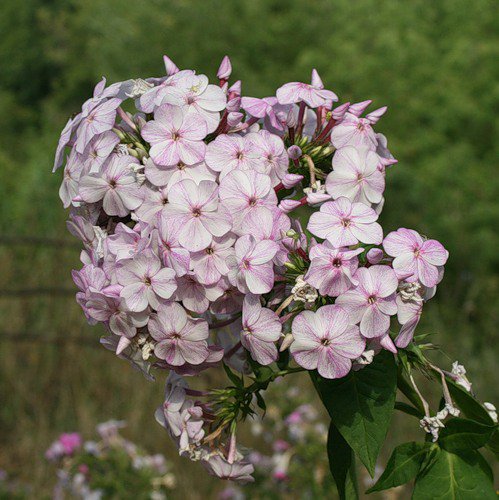 флоксы - флоксы, цветы - оригинал