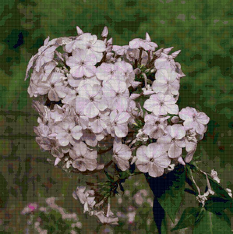 флоксы - флоксы, цветы - предпросмотр