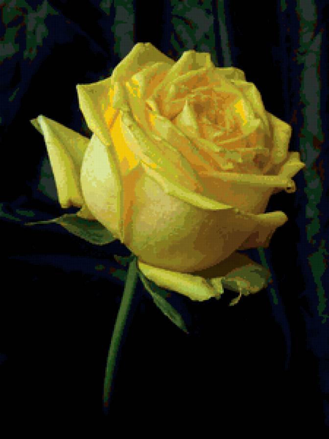 №77126 - цветы, роза, цветок, розы - предпросмотр