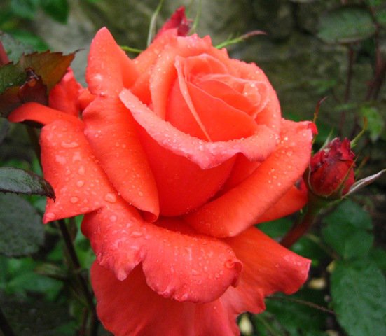 №77128 - цветы, розы - оригинал