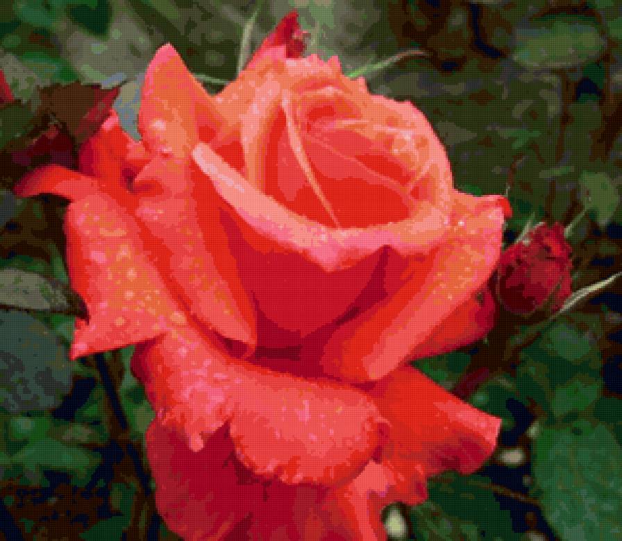 №77128 - цветы, розы - предпросмотр