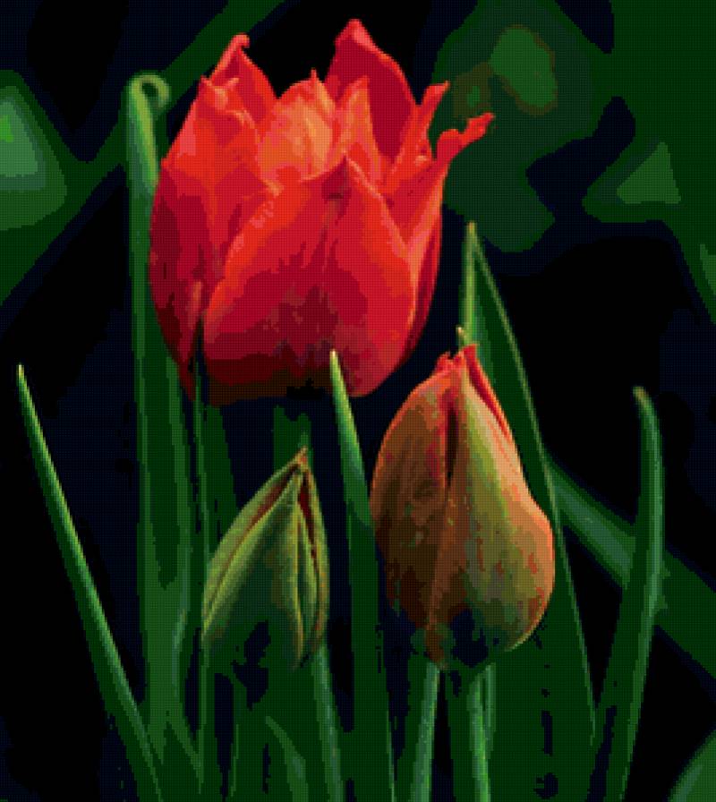 №77204 - тюльпаны, цветы - предпросмотр