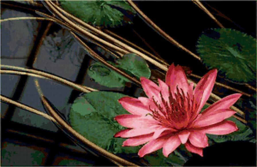 №77207 - цветок, цветы, озеро, лилии - предпросмотр