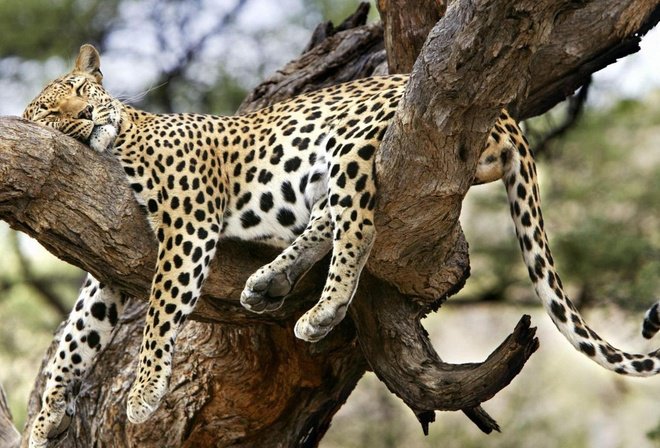 леопард - оригинал