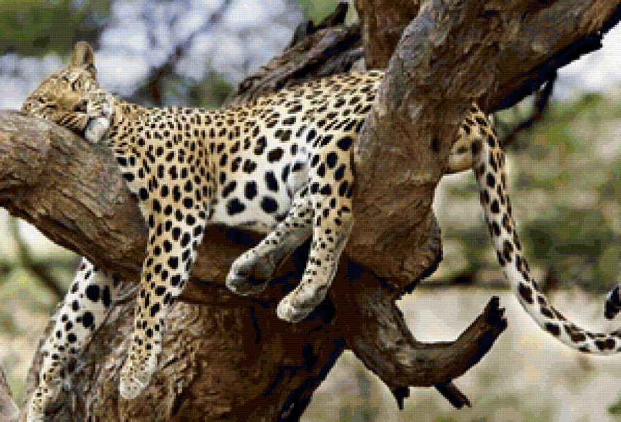 леопард - предпросмотр