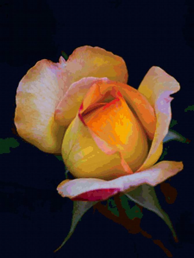 Роза - цветы - предпросмотр