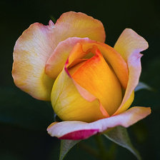 Оригинал схемы вышивки «Роза» (№77441)