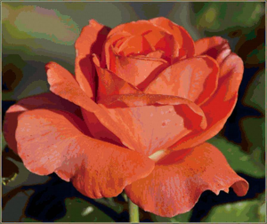 Роза - цветы - предпросмотр