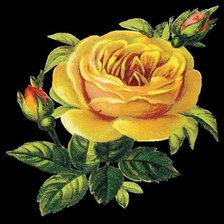Оригинал схемы вышивки «желтая роза» (№77483)