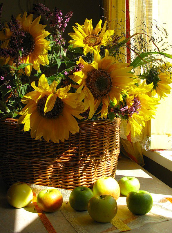 Подсолнухи и яблоки - подсолнух, яблоки, подсолнухи, полевые цветы, цветы - оригинал