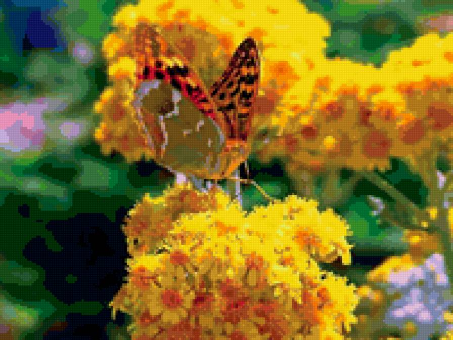 бабочка - бабочка - предпросмотр