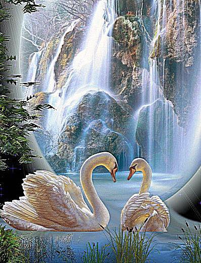 Лебеди у водопада - лебеди, птицы, водопад - оригинал