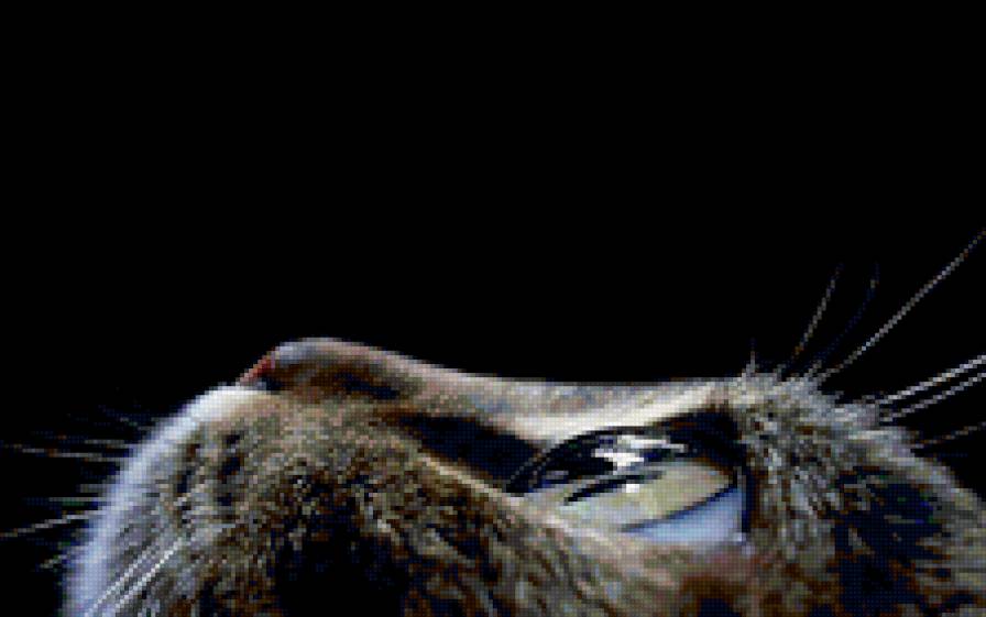 Киса - киса - предпросмотр