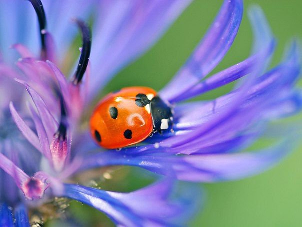 Солнышко - божья коровка, природа, насекомые, цветы, животные - оригинал