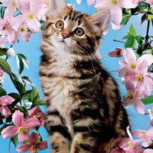 милый котик